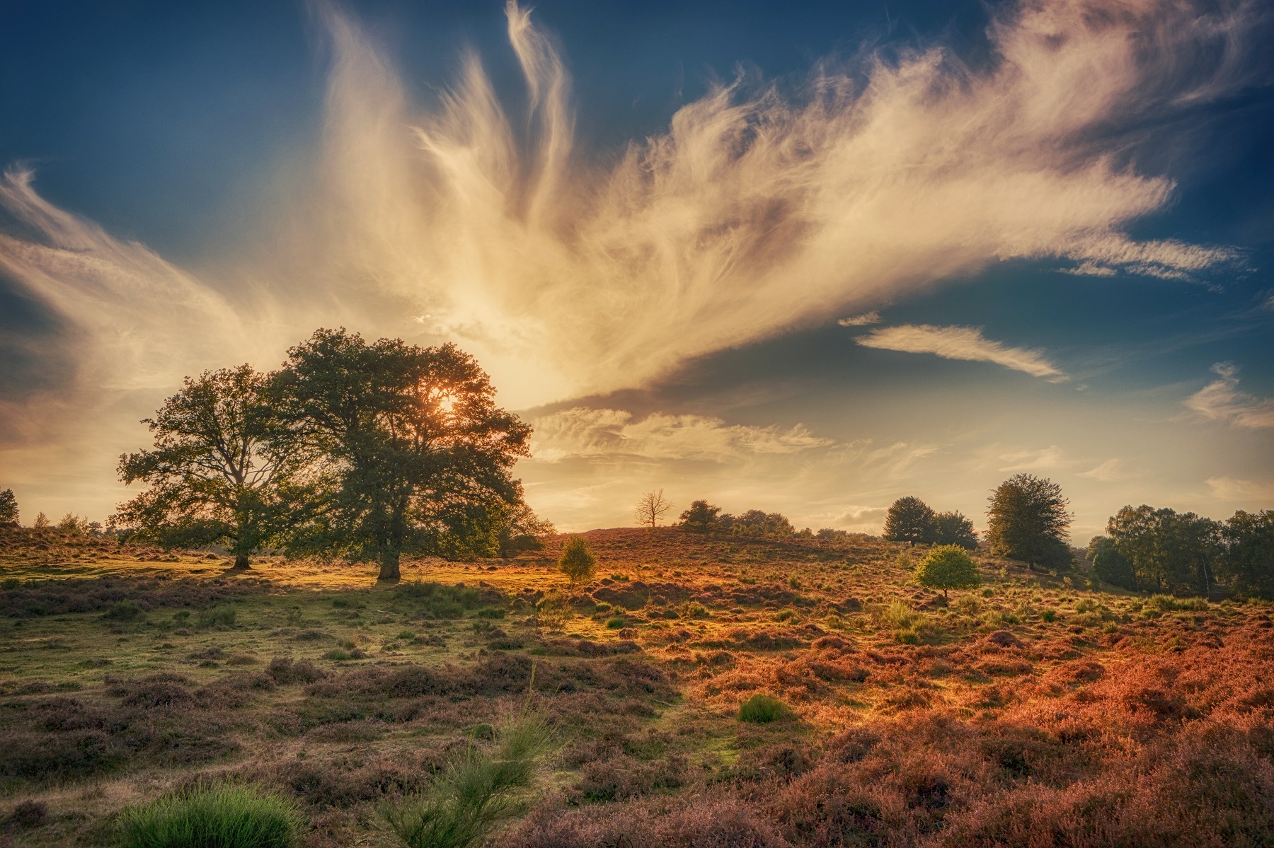 Bungalows op<br>de Veluwe