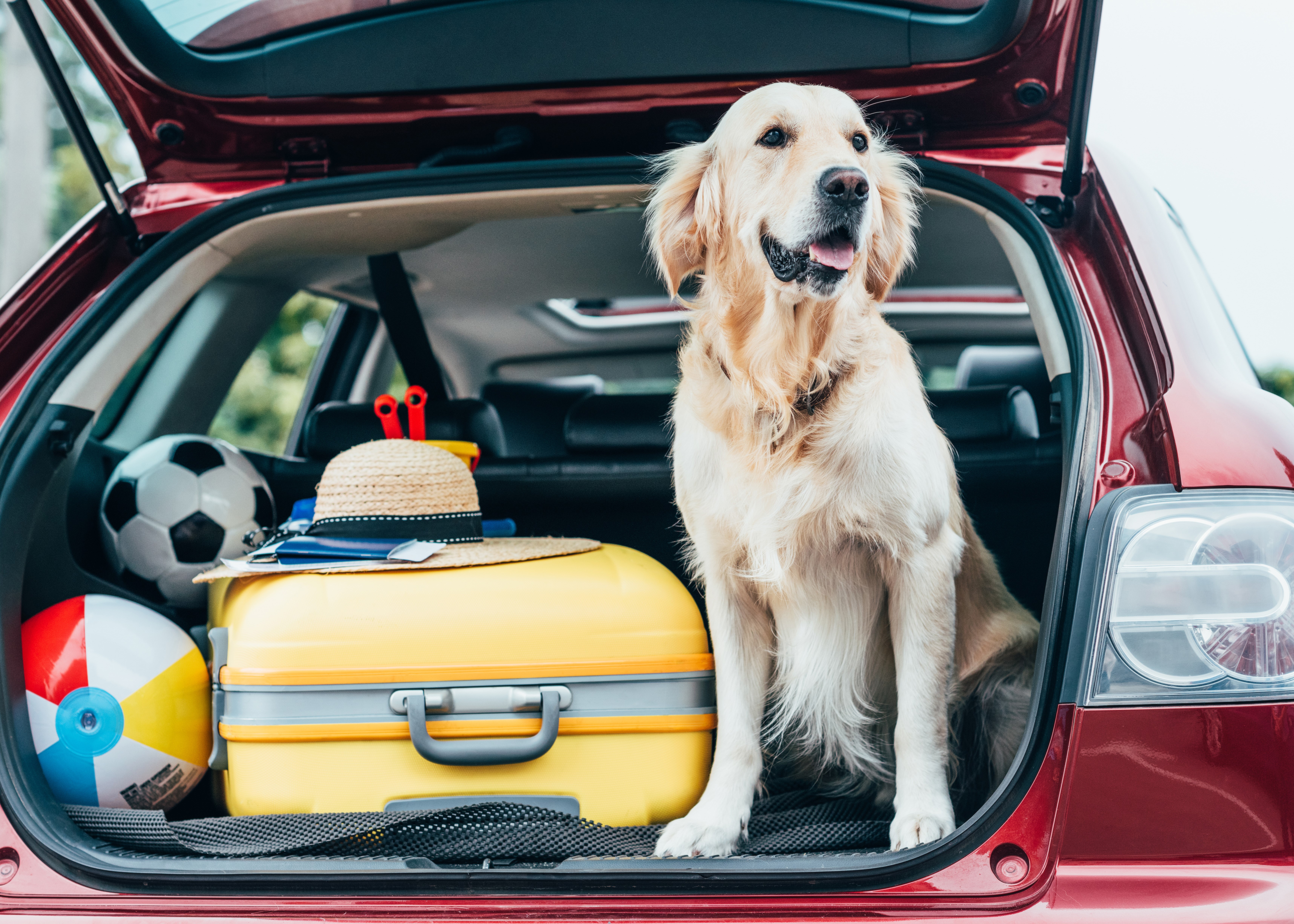 Hond mee op vakantie?